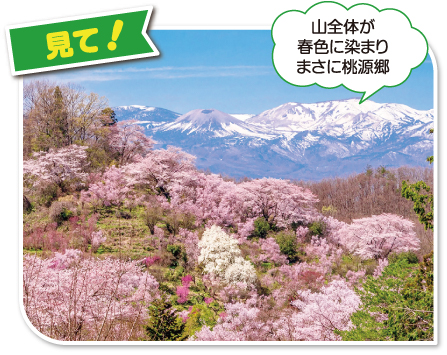 山全体が春色に染まりまさに桃源郷