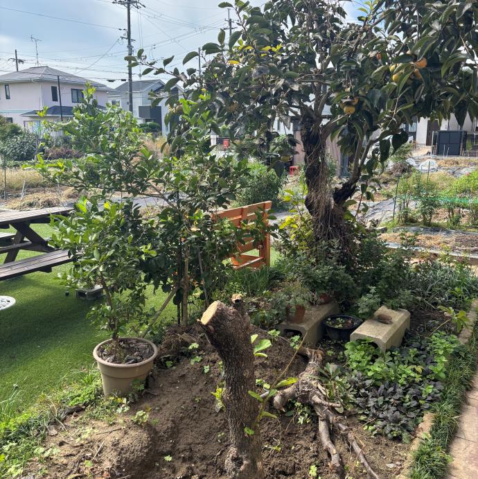 子ども館の植物の写真