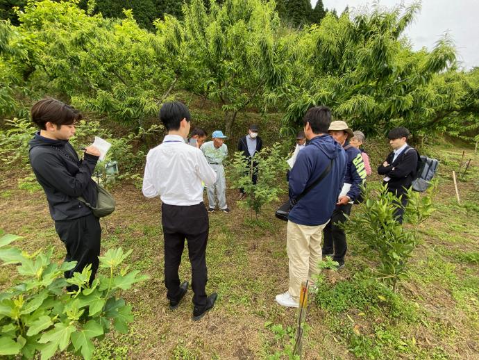 山椒ほ場視察1