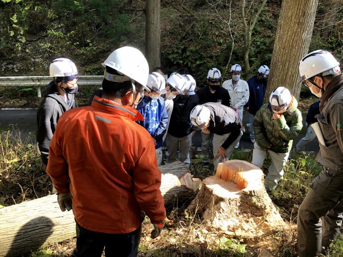 杉の切株見学