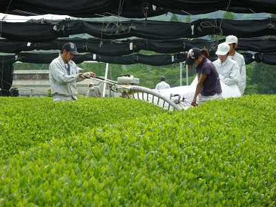 茶業経営コースの実習の様子（茶刈り）
