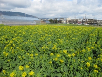 花盛りの花菜畑