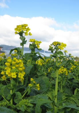 花菜の花の拡大写真