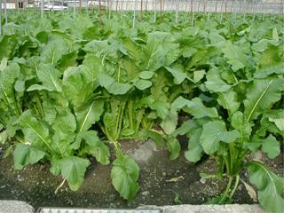 すぐき菜の生育状況
