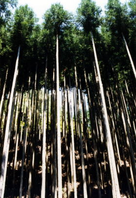 北山杉