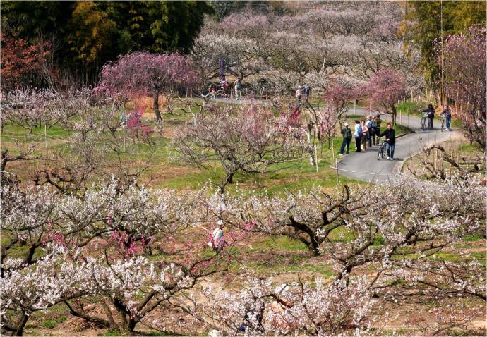 Ume-Plum-Forest