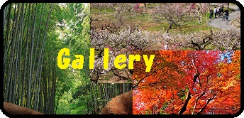 gallery_icon