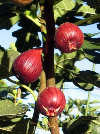 fig