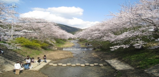 tamagawasakura