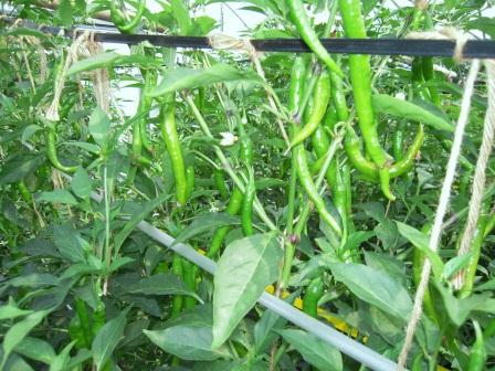 Fushimi_green_chili_peppers