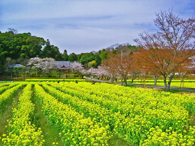 イベント 京都 ひとやすみフェスティバル2020 京田辺市 京田辺市内各地 京都やましろ観光