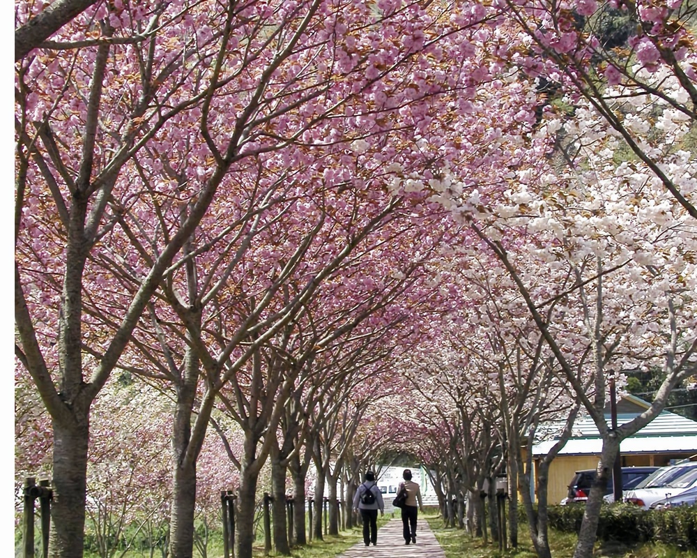 イベント 京都 お花見スポット 南山城村 南山城村農林産物直売所横 京都やましろ観光