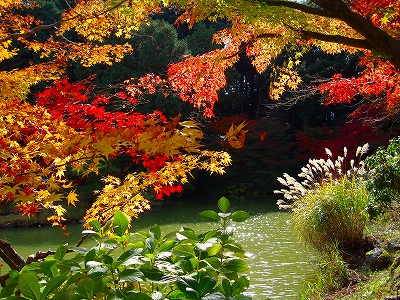浄瑠璃寺の紅葉の写真5