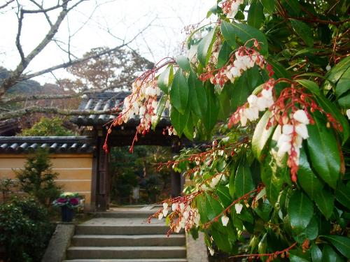 浄瑠璃寺の紅葉の写真6