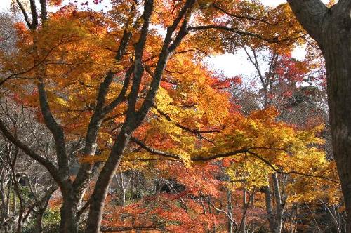 笠置山の紅葉の写真8