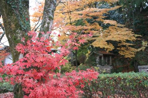 笠置山の紅葉の写真2