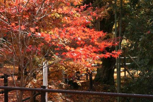 笠置山の紅葉の写真3