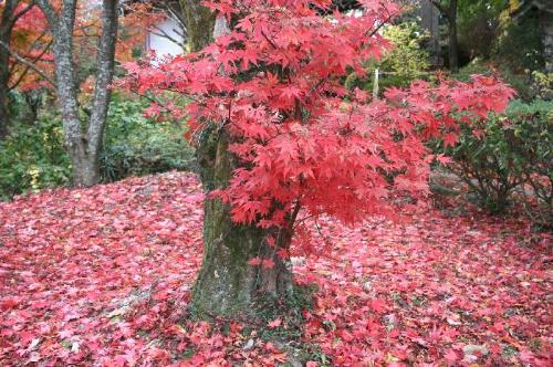 笠置山の紅葉の写真6
