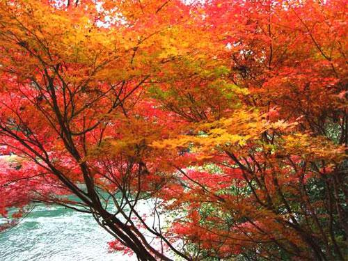 宇治川沿いの紅葉の写真1