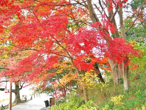 宇治川沿いの紅葉の写真2