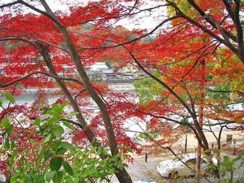 宇治川沿いの紅葉の写真3