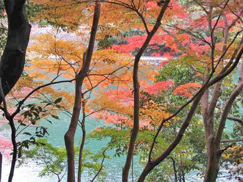 宇治川沿いの紅葉の写真4
