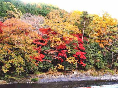 宇治の紅葉の写真5