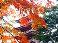 海住山寺の写真