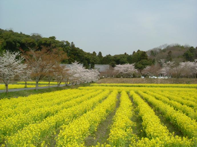 観音寺の菜の花（京田辺市）