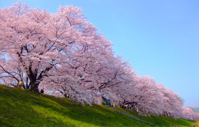 背割堤の桜