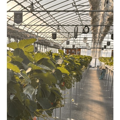 いちご狩り体験ロックファーム京都