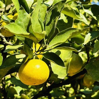 季節の味覚狩り体験みどり農園