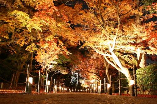 光明寺の紅葉夜の様子1