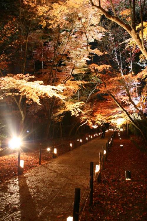 光明寺の紅葉夜の様子4