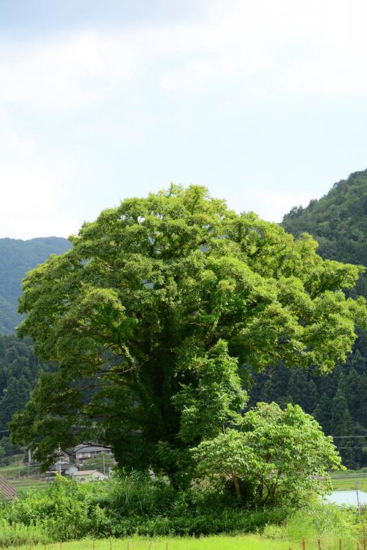 綾部電波工業隣接地のエノキ