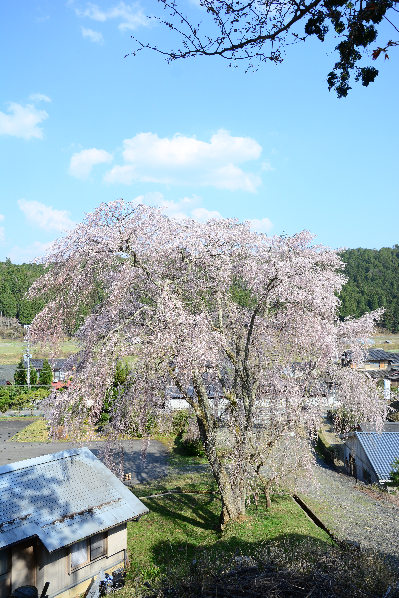 写真：八幡宮社のサクラ