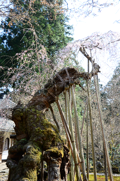 写真：常照皇寺のサクラ