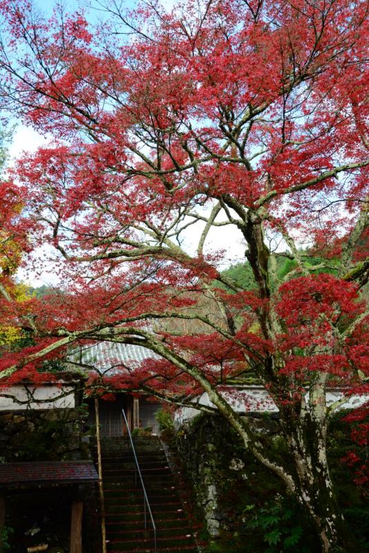 亀岡・神蔵寺のモミジ