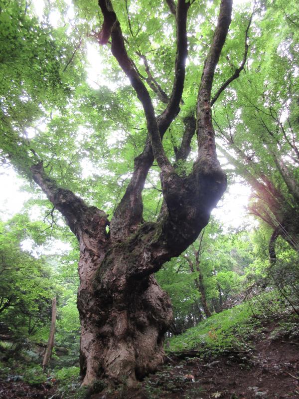 天上の木（綾部3）