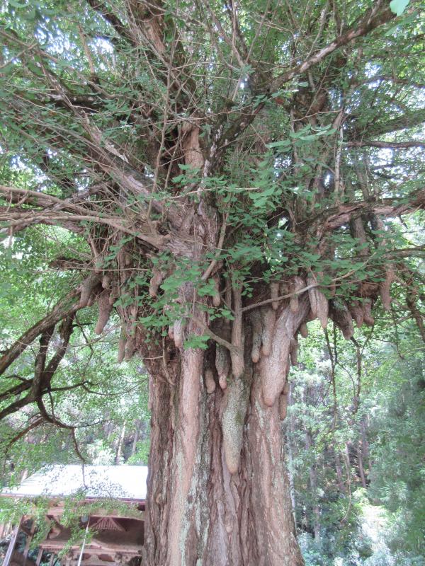 天上の木（福知山3）