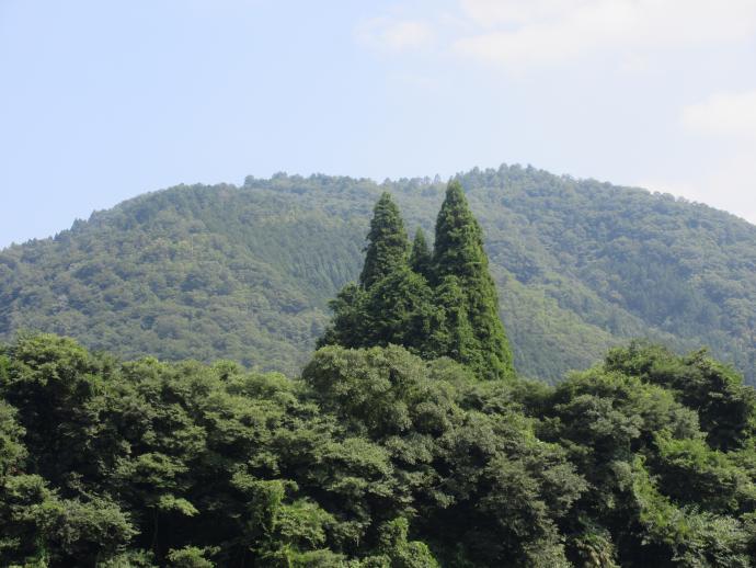 天上の木（福知山6）