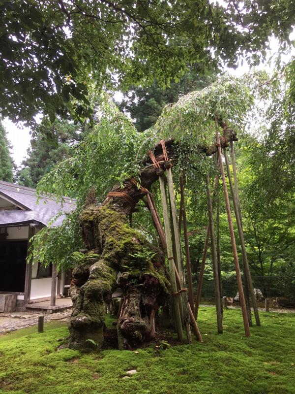 天上の木35（常照皇寺）