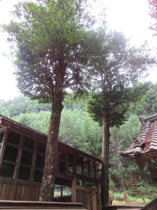 天上の木38（京北2）
