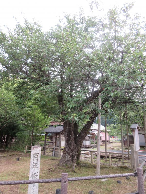 天上の木32（京北6）