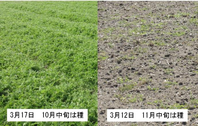 秋まき10月と11月比較