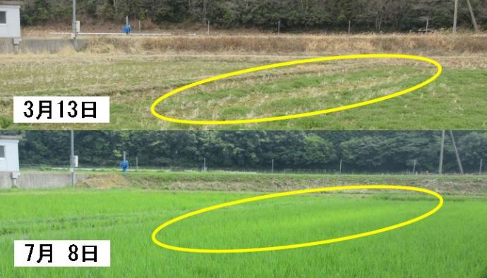 秋まきベッチ葉色