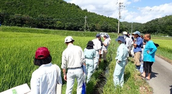 学校給食米