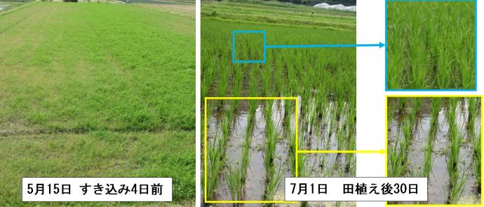 春まきベッチと茎数
