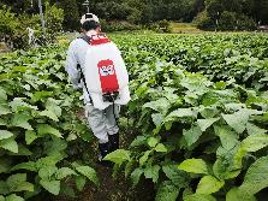 黒大豆ほ場実験2