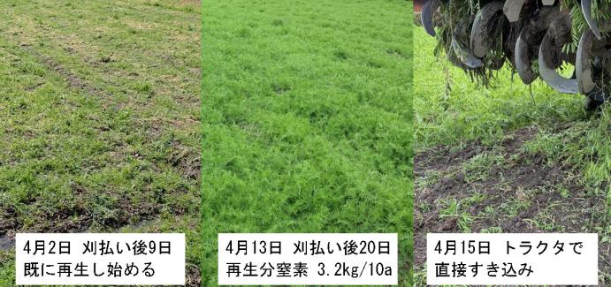 刈払い後すき込み